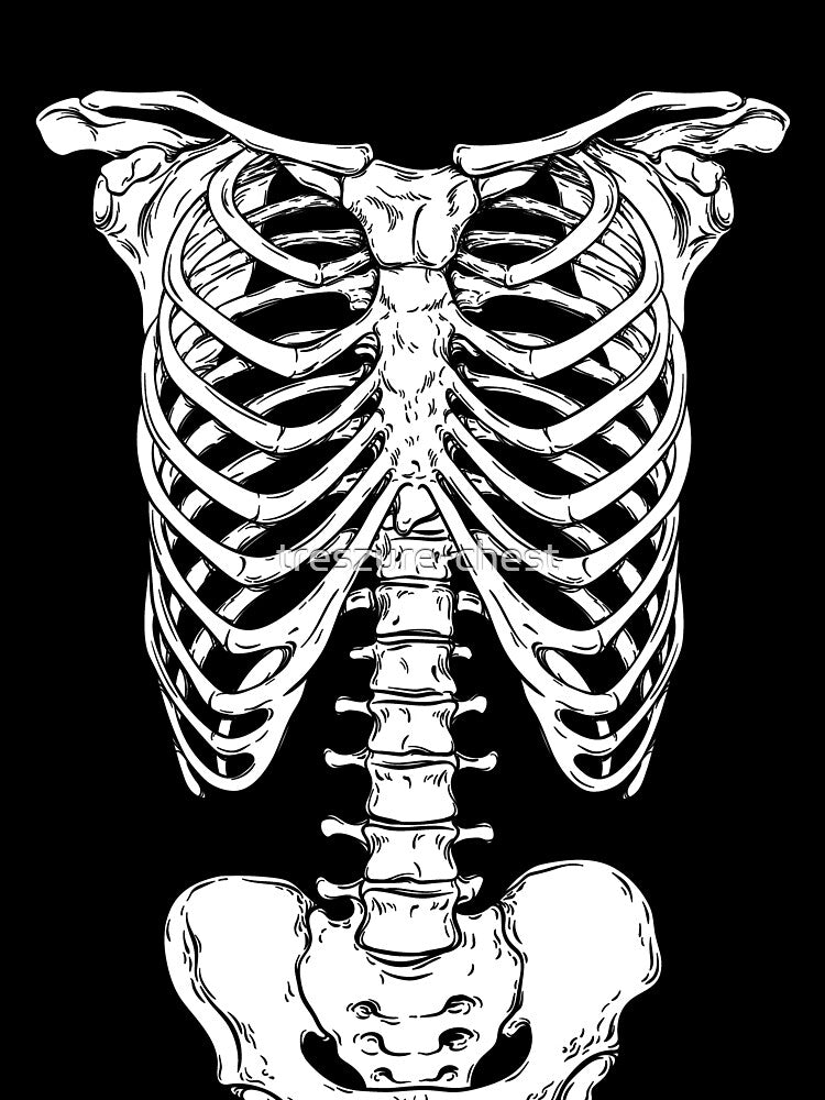 Human Ribcage and Hips - Anatomically Correct Human Skeleton by treszure-chest
