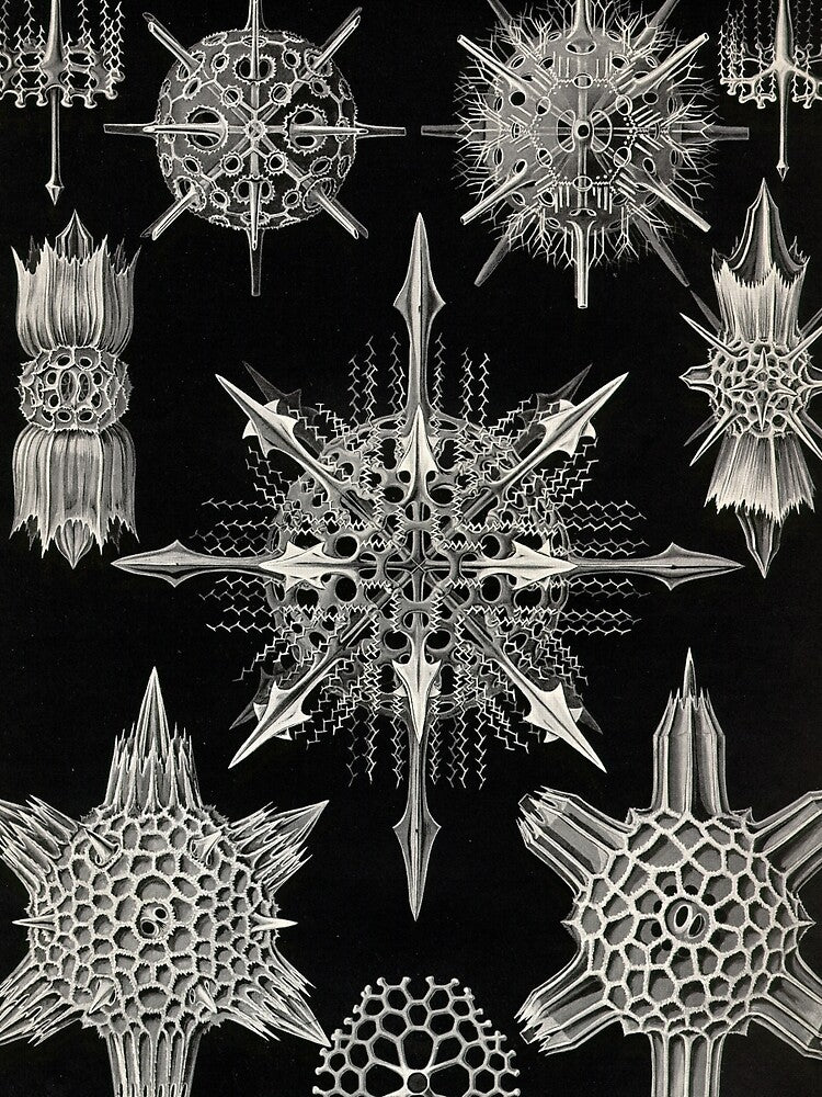 Acanthophracta - Ernst Haeckel by billythekidtees
