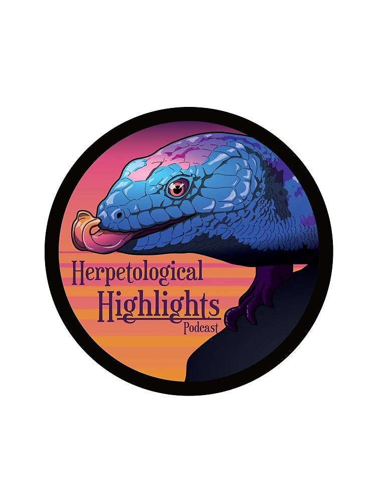 Tiliqua scincoides - Blue-tongued Skink by HerpHighlights