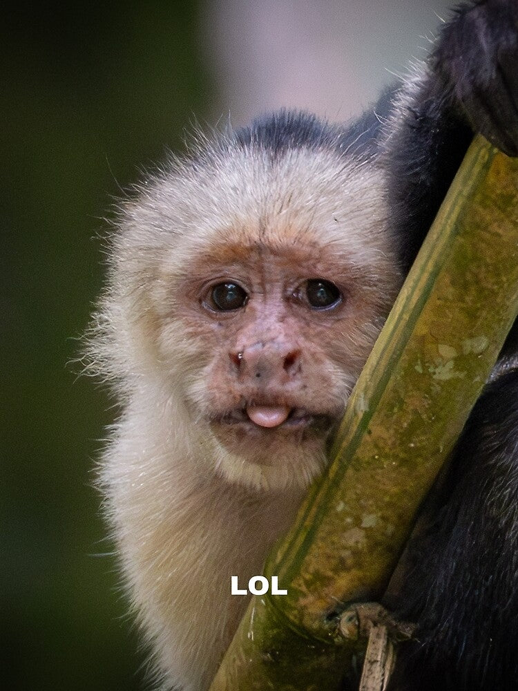 LOL Monkey Meme – Funny Cute Reaction Animal by WildFrameNature