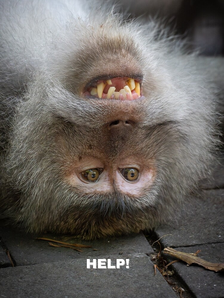 Help! Confused Monkey Meme – Funny Relatable Animal Panic Mood by WildFrameNature