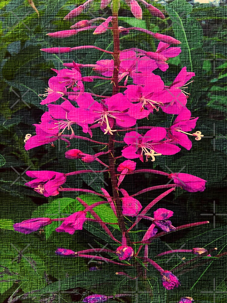 Pretty in Pink, Alaska Wildflower by PhrozenPhotos