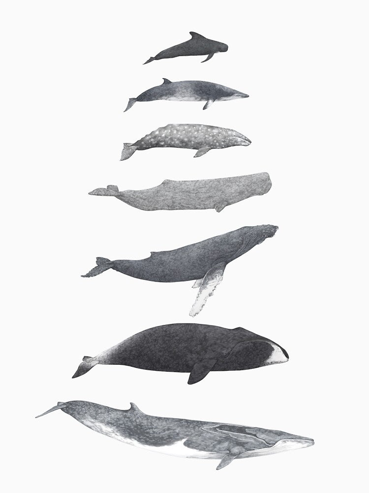 Whale Wildlife Animal Species Illustration by Lauren Fitton Illustration
