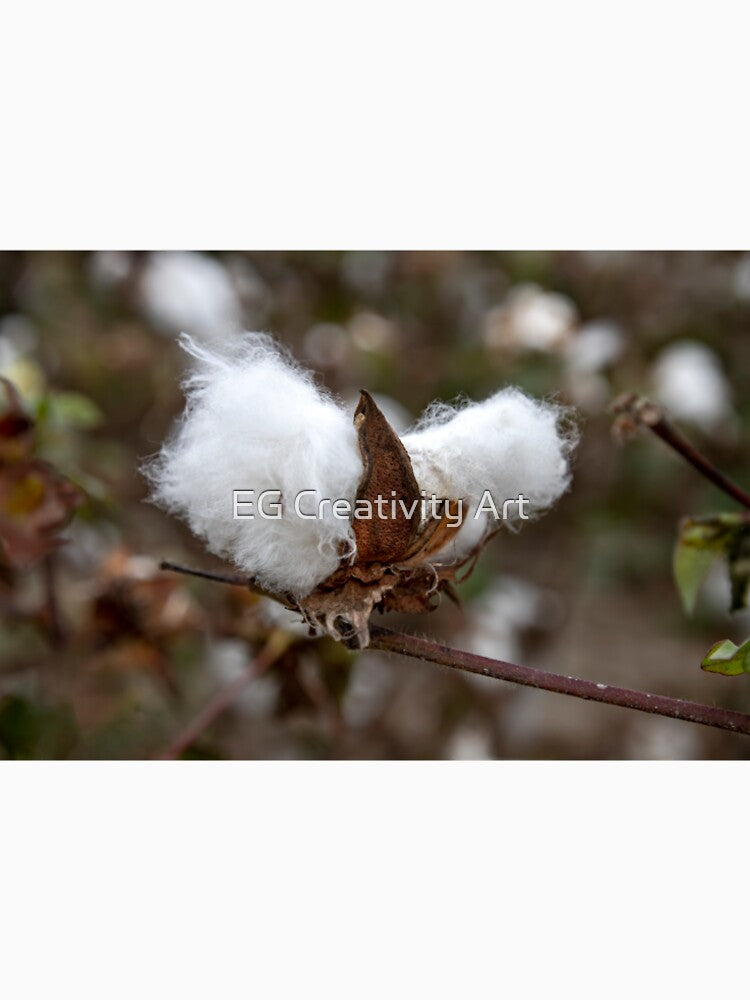 White textured fluff cotton plants on a blurred background close-up. Greece by EG Creativity Art